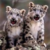 Baby Cheetahs Twins