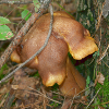 Curly mushroom