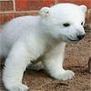 Cute Polar Bear Puzzle