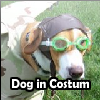 Dog in Costum