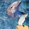 Hungry Dolphin Game
