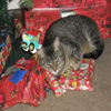Jigsaw: Christmas Cat