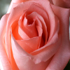 Jigsaw: Pink Rose