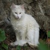 Jigsaw: White Cat