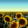 Sunflowers jigsaw
