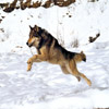 Wolf at a gallop
